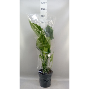 Alocasia gageana