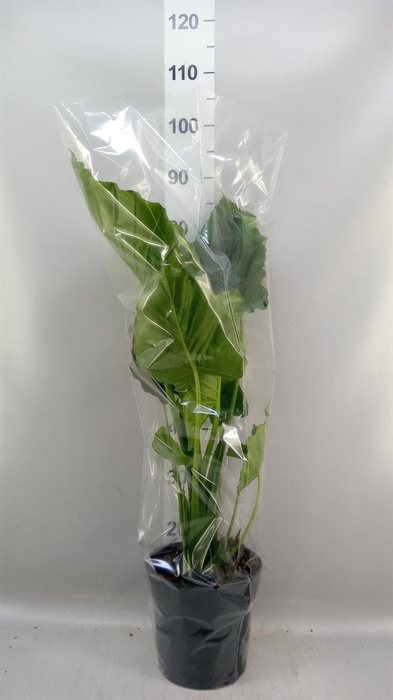 <h4>Alocasia gageana</h4>