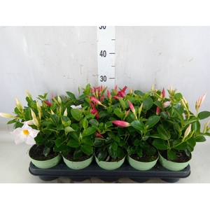 Mandevilla  'Sundavil'   ...mix