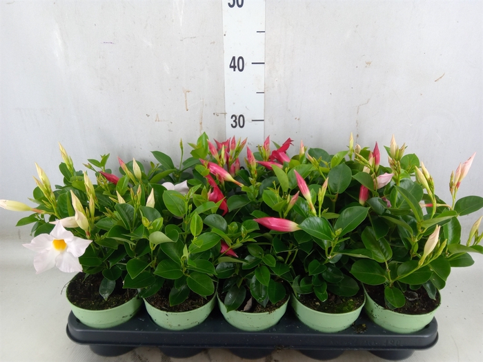 <h4>Mandevilla  'Sundavil'   ...mix</h4>