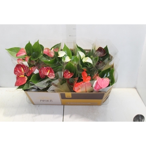 ANTHURIUM VARIADO P12