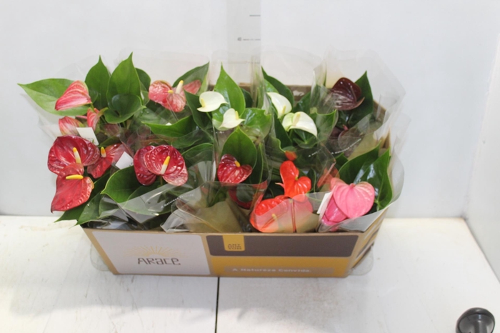 <h4>ANTHURIUM VARIADO P12</h4>