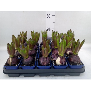 Hyacinthus orie. 'Blue Star'