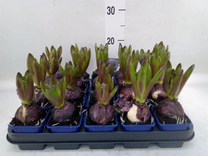 <h4>Hyacinthus orie. 'Blue Star'</h4>