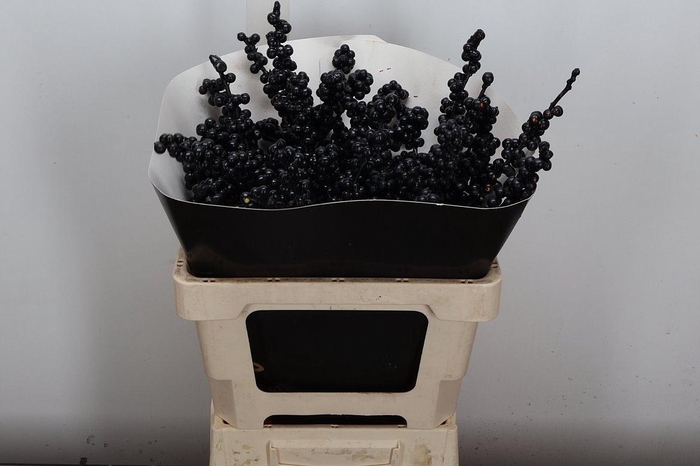 <h4>Ilex Ve Klb H</h4>