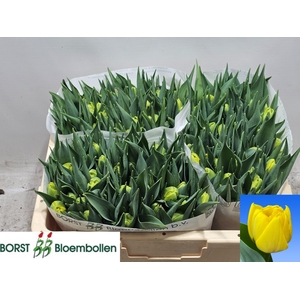 TU DU DOUBLE TROUBLE