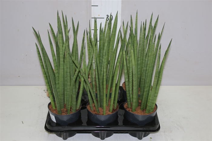 Sansevieria Cylindrica Mikado