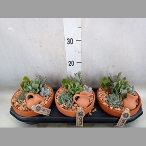 Arr.  Succulents L%