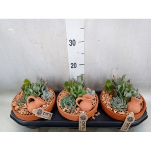Arr.  Succulents L%