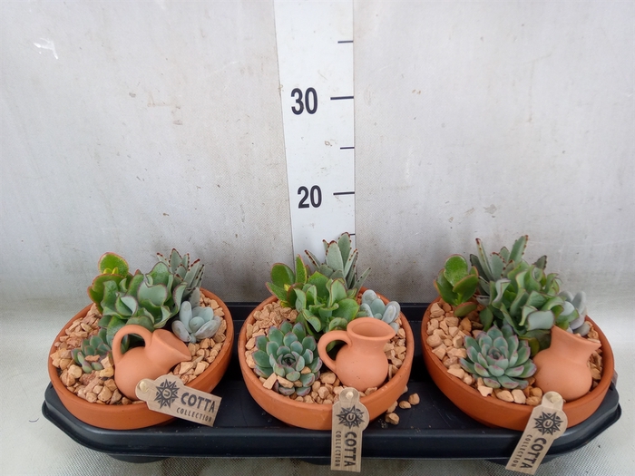 <h4>Arr.  Succulents L%</h4>