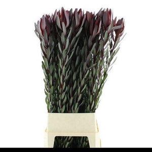 Leucad Saf Sunset 120cm