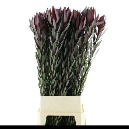 <h4>Leucad Saf Sunset 120cm</h4>