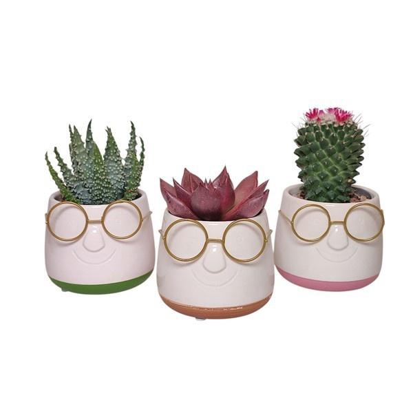 <h4>CACTUS + SUCCU GEM</h4>