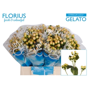 Hyp Coco Gelato Florius