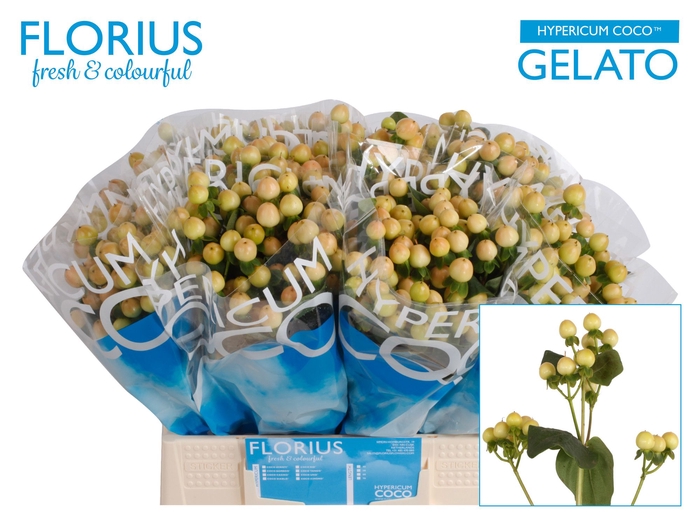 <h4>Hyp Coco Gelato Florius</h4>