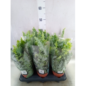 Phlebodium aureum 'Davana'