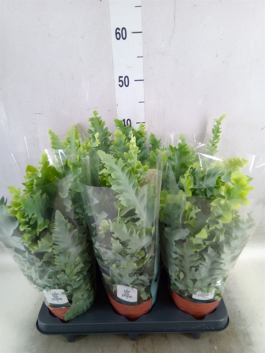 <h4>Phlebodium aureum 'Davana'</h4>