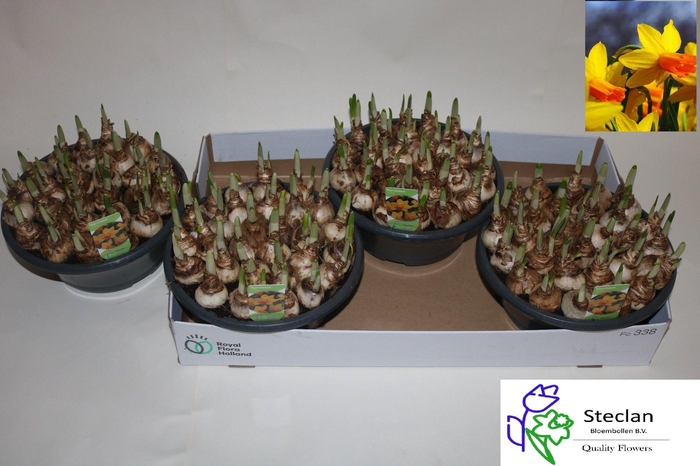 <h4>NARC C JETFIRE</h4>