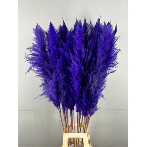 DF Pampas 130cm Dark Lilac