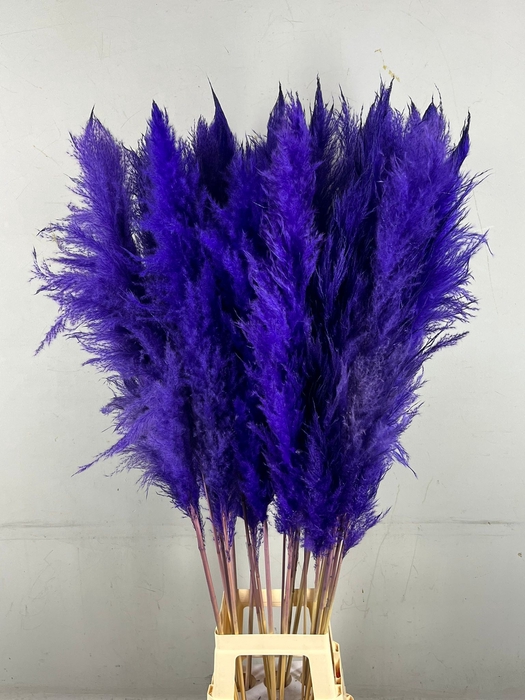 <h4>DF Pampas 130cm Dark Lilac</h4>