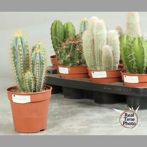 CACTUS OV