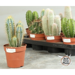 CACTUS OV