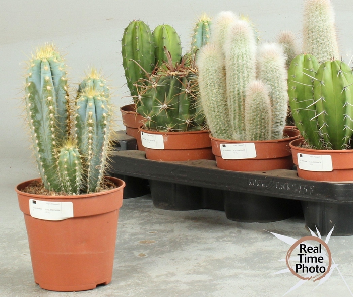 <h4>CACTUS OV</h4>