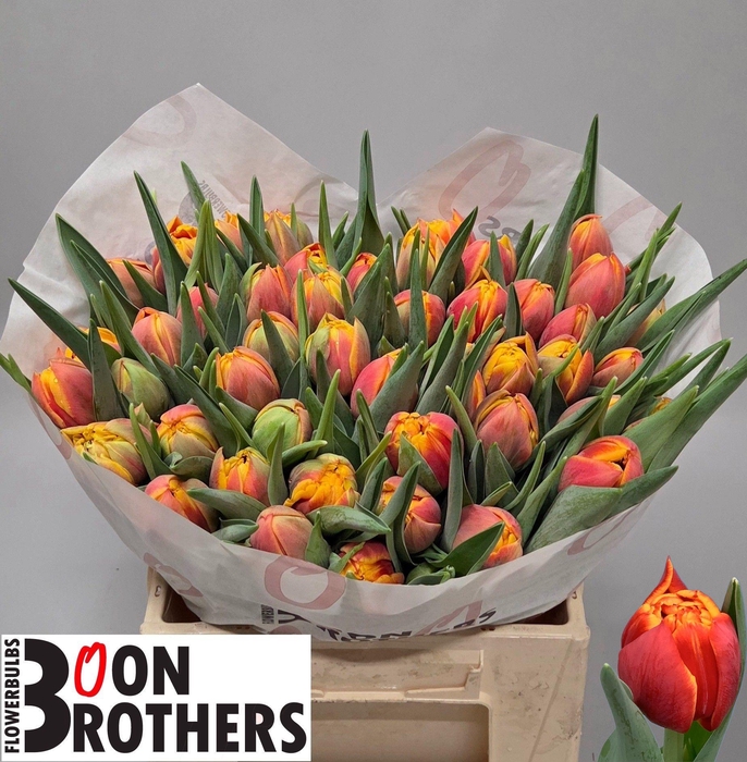 <h4>TU DU THUNDERBALL</h4>