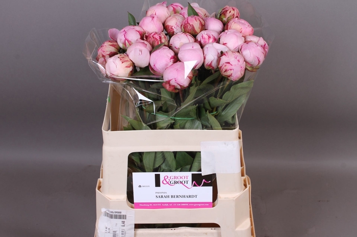 <h4>Paeonia sarah bernhardt</h4>