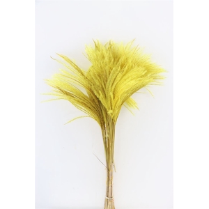 Dried Stipa Feather Yellow P. Stem