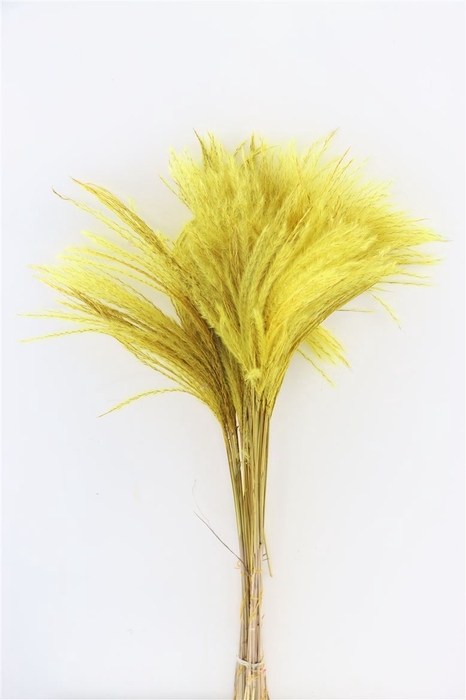 Dried Stipa Feather Yellow P. Stem