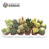 Sierra's® - Granada Cactus Mix (Prime)