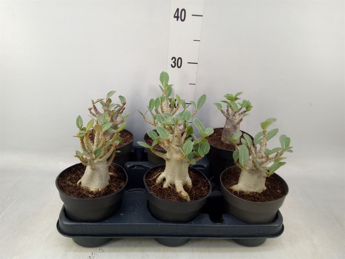 <h4>Adenium NB 'Ansu Baobab'</h4>