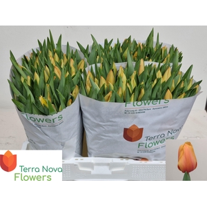 TU EN SALMON LALIBEL