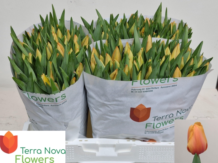 <h4>TU EN SALMON LALIBEL</h4>