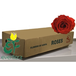 R Gr Belle Rose