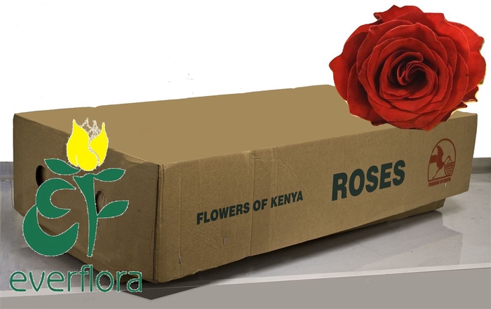 <h4>R Gr Belle Rose</h4>