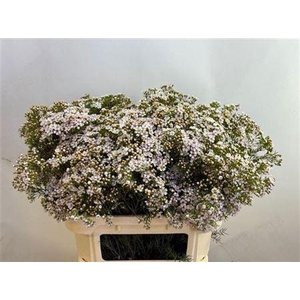 Chame Un Jupite Moon