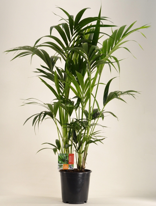 <h4>KENTIA - P24 H130 - 8PP (Howea forsteriana)</h4>