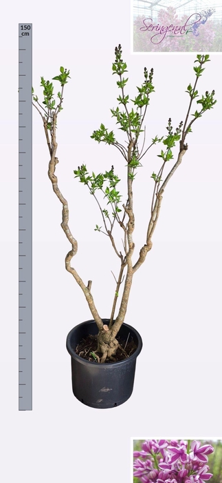 <h4>SYRI V SENSATION</h4>