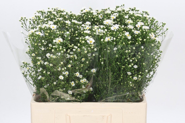 <h4>Aster Paquita</h4>