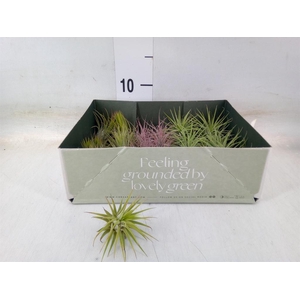 Tillandsia