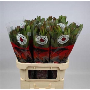 Leucad Saf Goldstrik