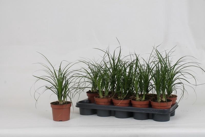 Nolinabeaucarnea Recur