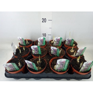 Fritillaria meleagris