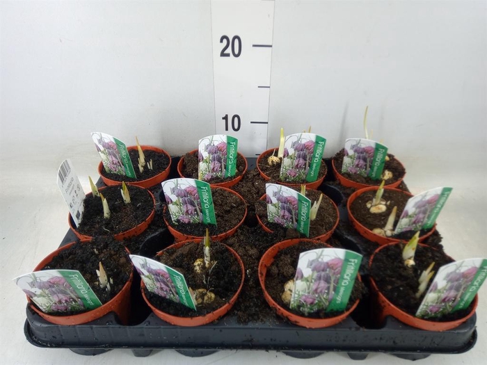 <h4>Fritillaria meleagris</h4>