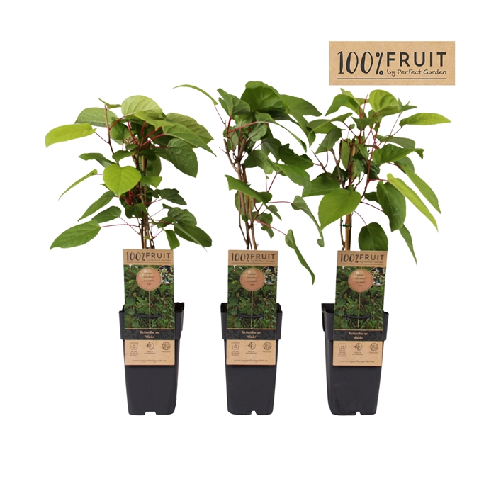 <h4>Actinidia arguta Weikii P15</h4>