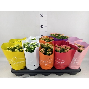 Kalanchoe blos. 'Perfecta'  ..mix 5