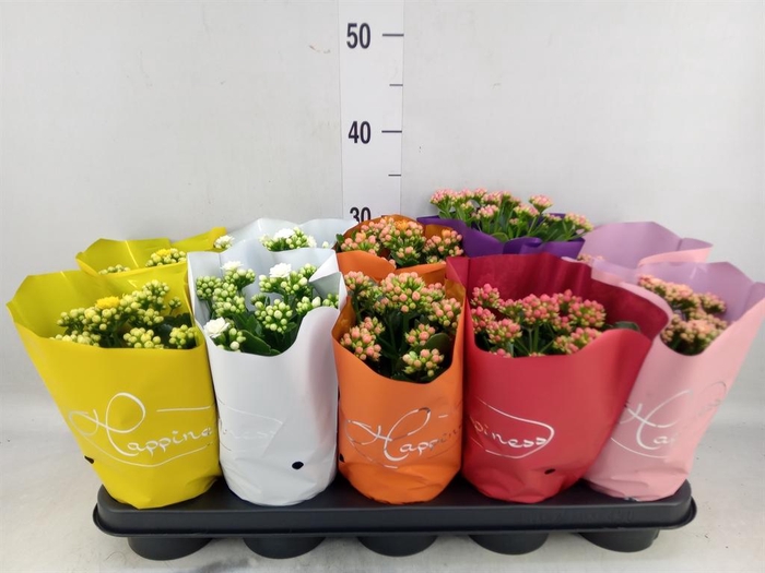 <h4>Kalanchoe blos. 'Perfecta'  ..mix 5</h4>