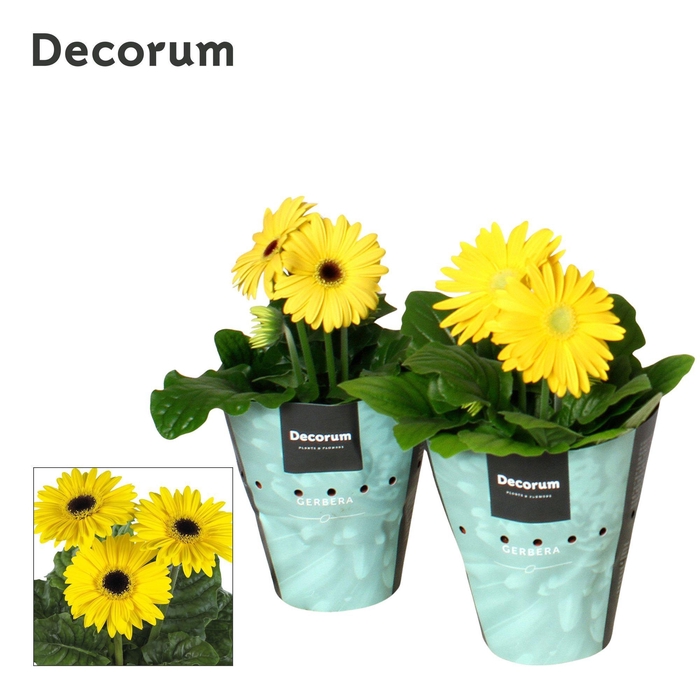 <h4>Gerbera 2+bl 12cm geel (diverse kleurtinten) potcover Decorum</h4>